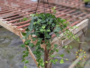 Teardrop Ivy Hanging Basket
