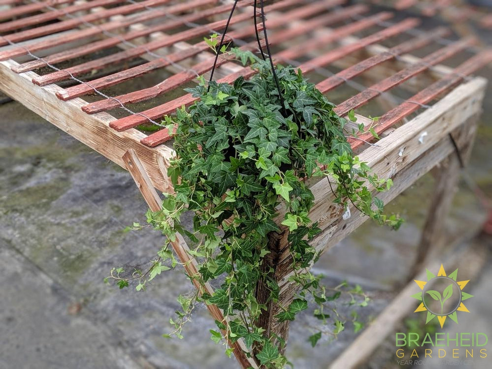 English Ivy Hanging Basket