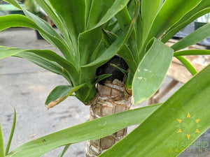 Large Yucca 3-2-1 - NO SHIP