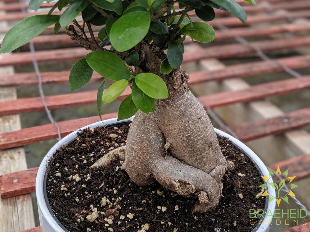 Exposed Root Ficus Ginseng Bonsai