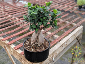 Exposed Root Ficus Ginseng Bonsai