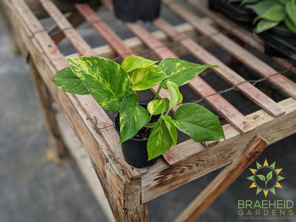 Buy Golden Pothos online in Canada FREE shipping Pothos