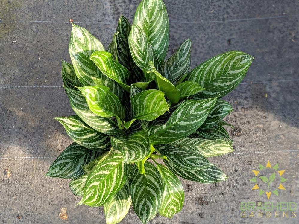Large Stripes Chinese Evergreen - NO SHIP