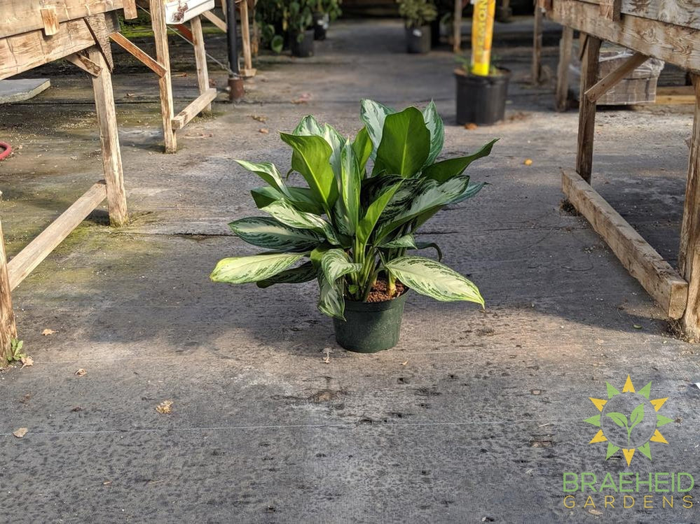 Large Silver Bay Chinese Evergreen - NO SHIP