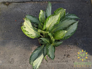 Large Silver Bay Chinese Evergreen - NO SHIP