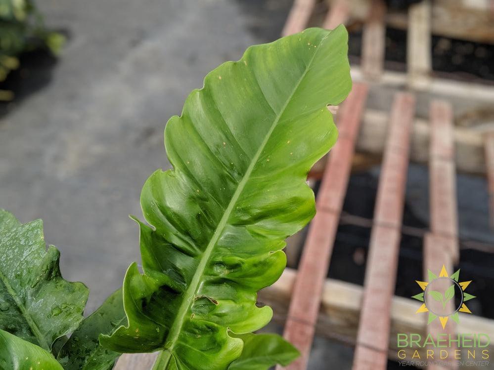 Jungle Boogie Philodendron