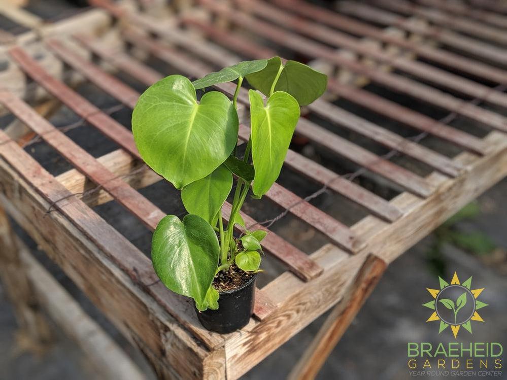 Young Split Leaf Philodendron plant Canada