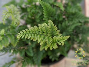 White Rabbit Foot Fern