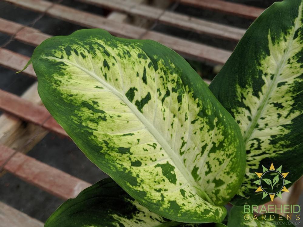 dieffenbachia perfection Dieffenbachia Perfection – Braeheid Gardens Ltd