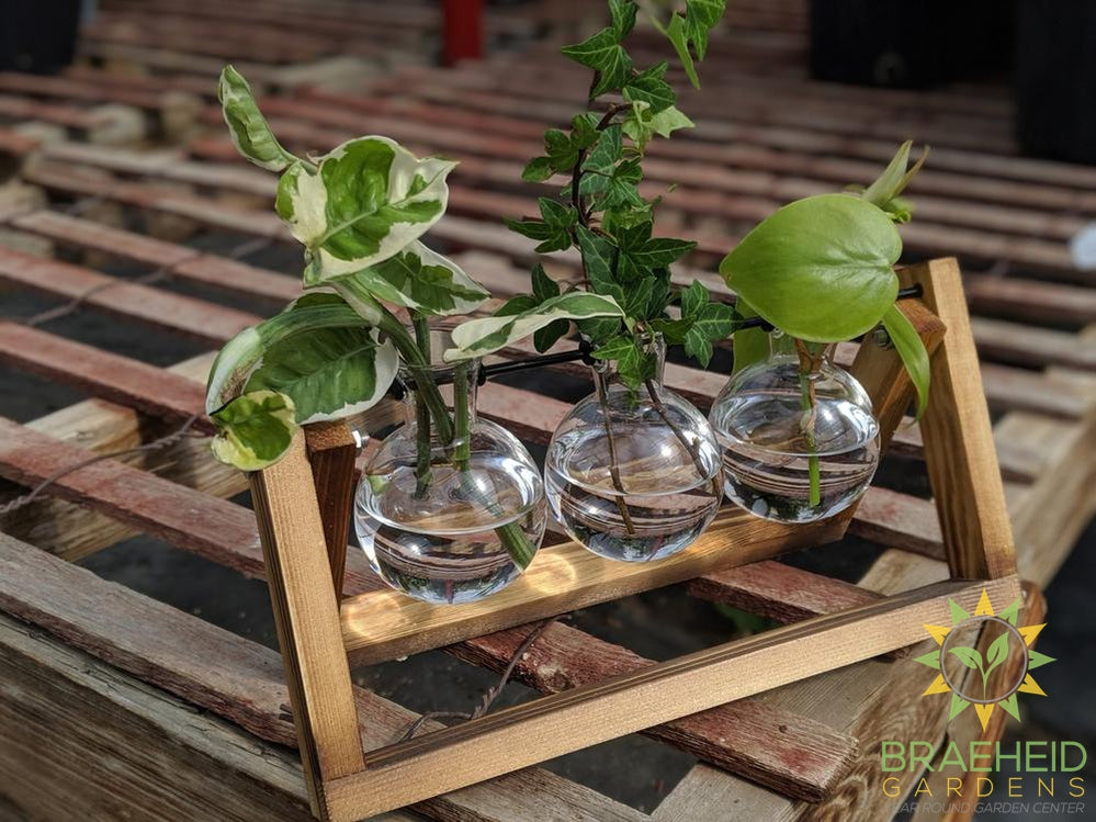Propagation Station - Irene