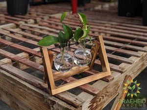 Propagation Station - Irene