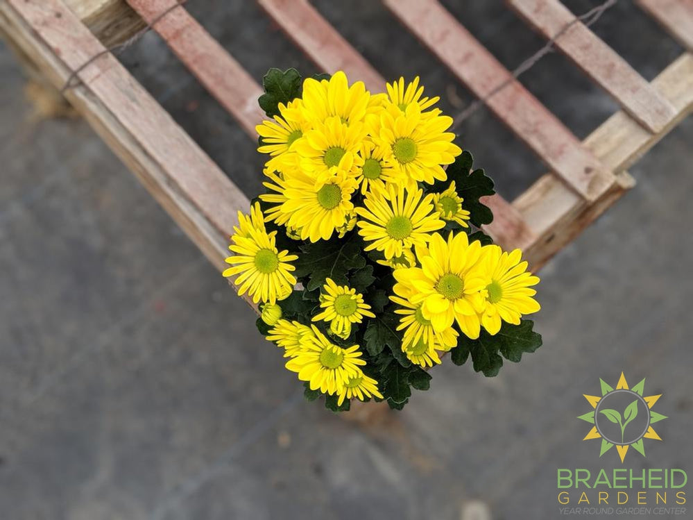 Pot Mums - assorted colors