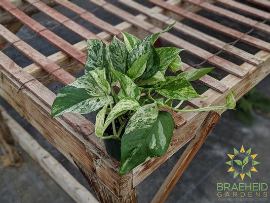 Shop for Marble Queen Pothos in Canada