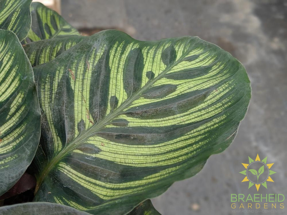 Makoyana maranata leaf design