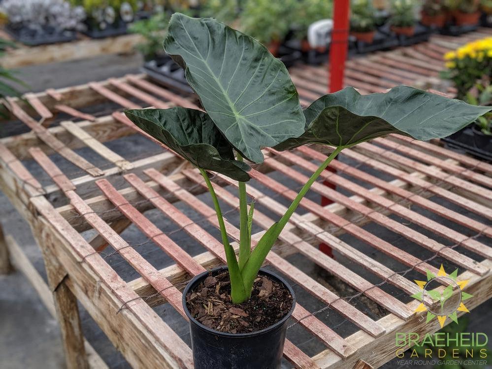 Regal Shield Alocasia - No Ship