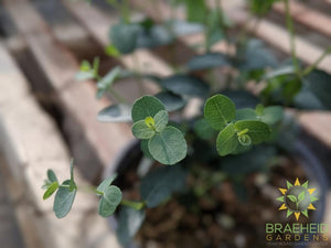 Eucalyptus plant