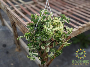 Creme Wandering Jew - Hanging Basket