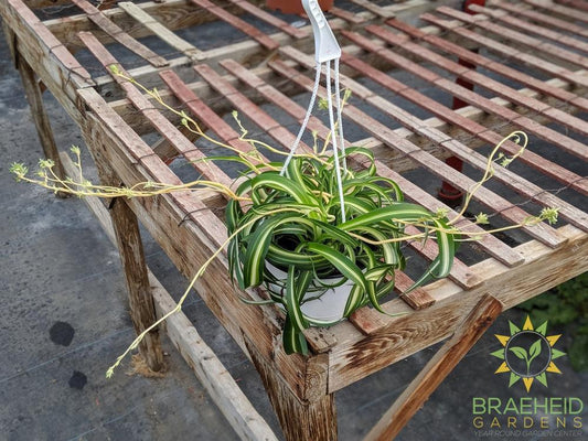 Curly spider plant Hanging Basket