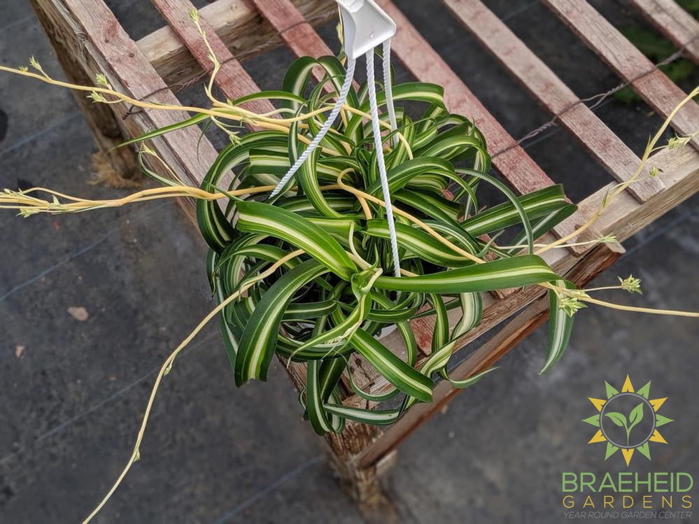 Curly spider plant Hanging Basket