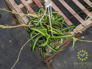 Curly spider plant Hanging Basket