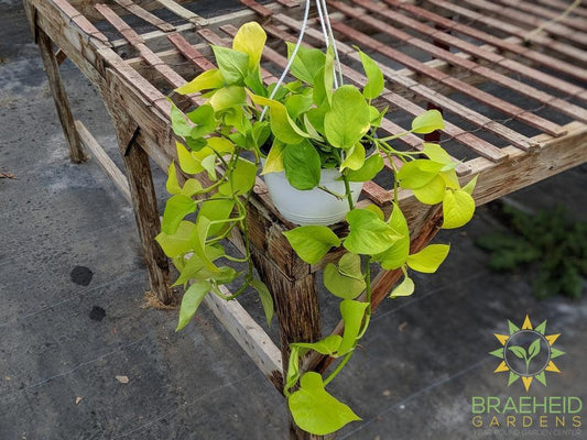 Moonlight Pothos Hanging Basket