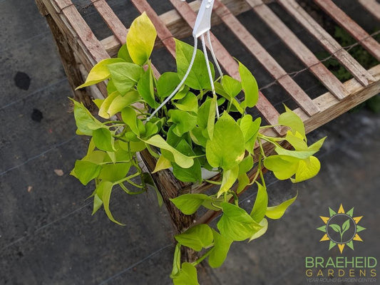 Moonlight Pothos Hanging Basket
