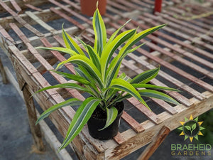 Dracaena Lemon Lime