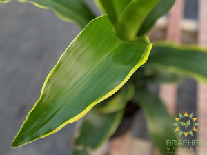 Dracaena Carmen
