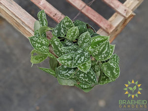 buy Scindapsus Pictus argyraeus online in canada