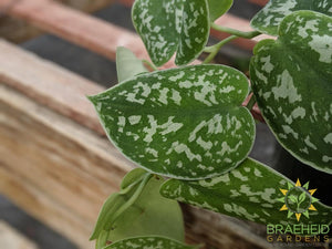 satin pothos leaf picture
