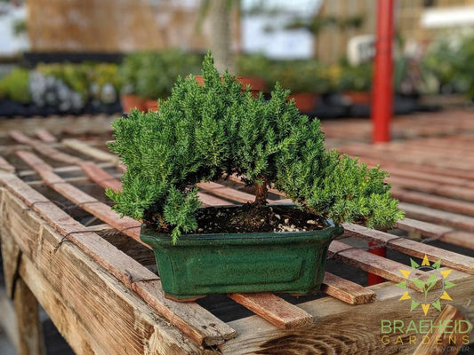 Japanese Shimpaku Juniper Bonsai - NO SHIP