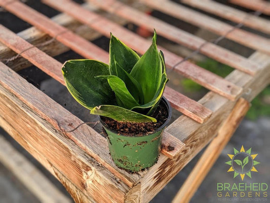 Hahnii Sansevieria- Gold edge