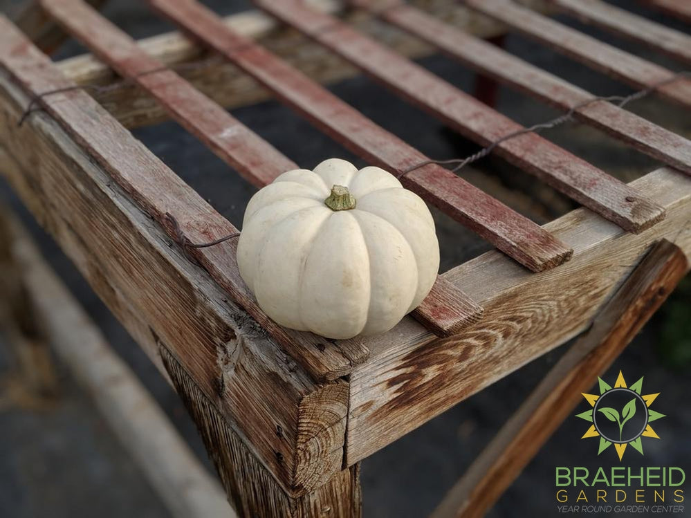 Mini Round Pumpkins