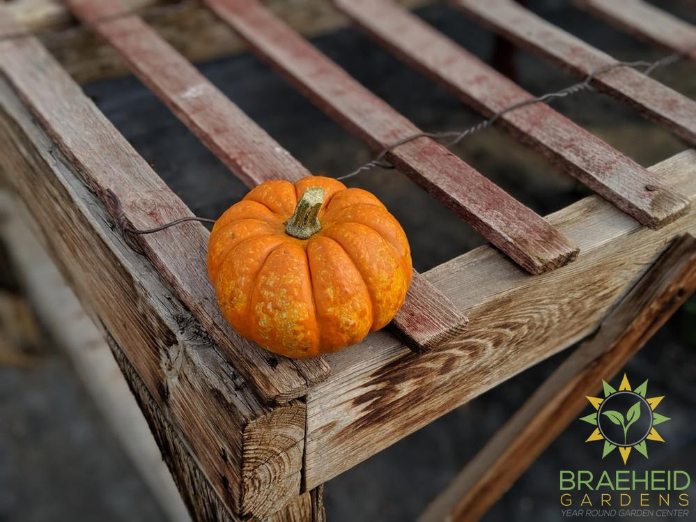 Mini Round Pumpkins