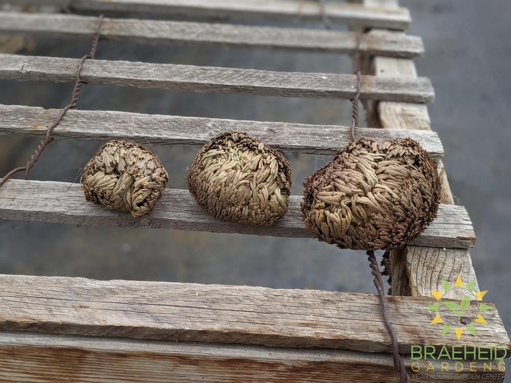 Resurrection Plant - Selaginella Lepidophylla