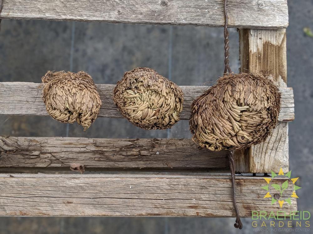 Resurrection Plant - Selaginella Lepidophylla