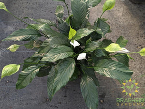 Large Peace Lily Sensation - NO SHIP