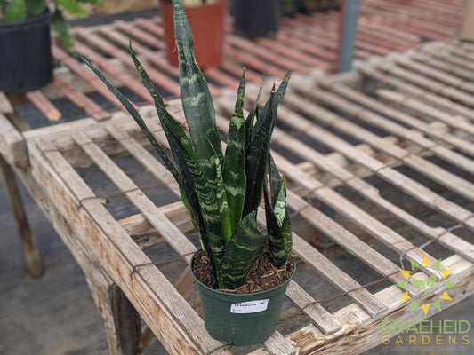 Sansevieria Black Coral