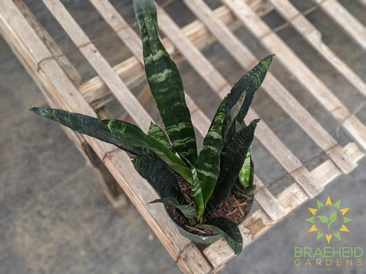 Sansevieria Black Coral