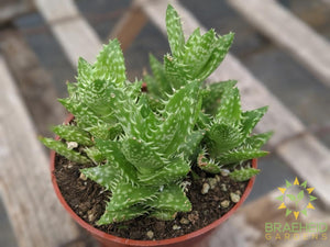 Aloe Brevifolia 'Green Jaws'