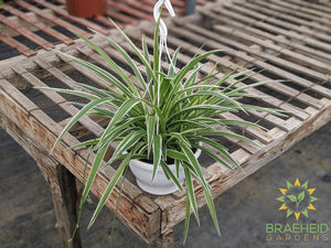 Spider Plant Reverse Hanging Basket