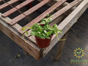 Order Green Cascade DIschidia online in Canada