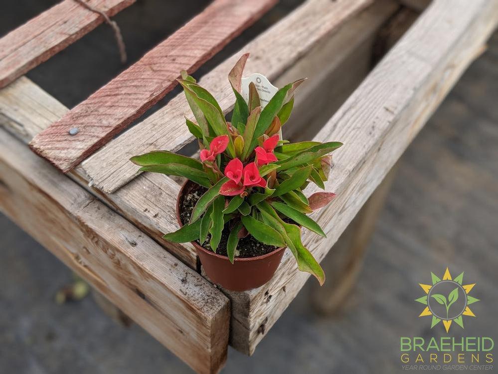 Crown of thorns