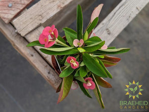 Crown of thorns
