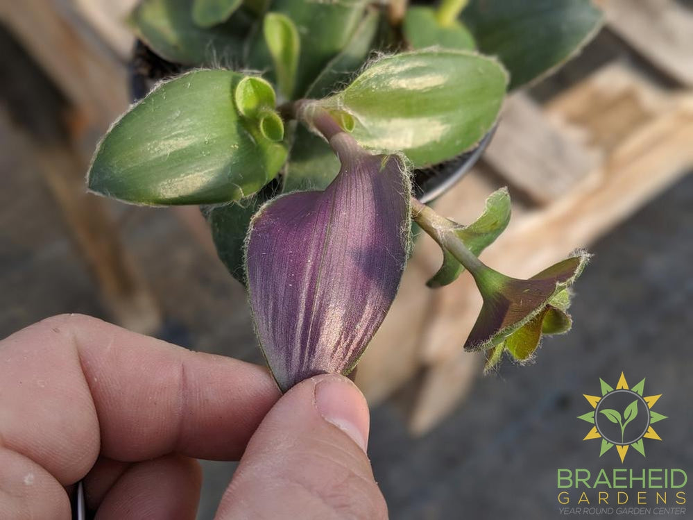Purple Inch Plant - Tradescantia Zebrina