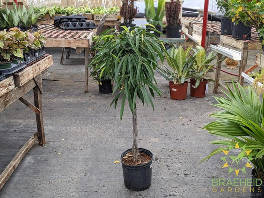 Large Braided Ficus Ali - NO SHIP