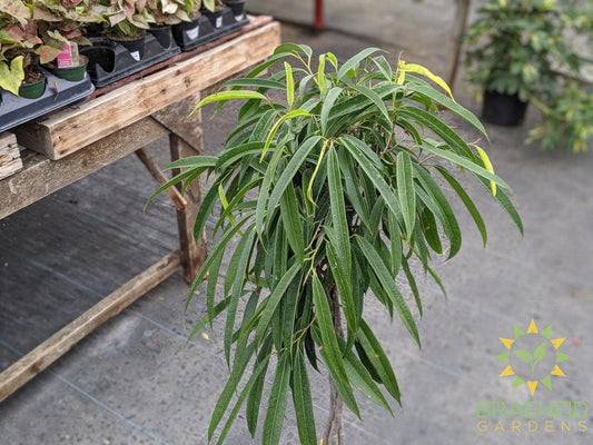 Large Braided Ficus Ali - NO SHIP