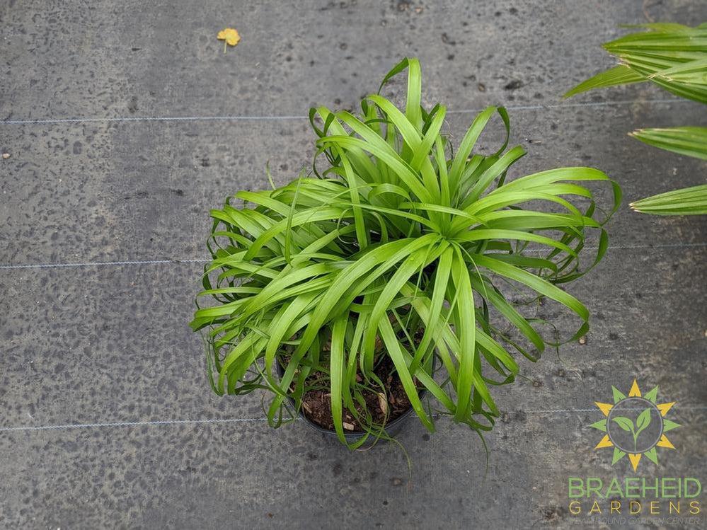 Large Ponytail Palm - NO SHIP