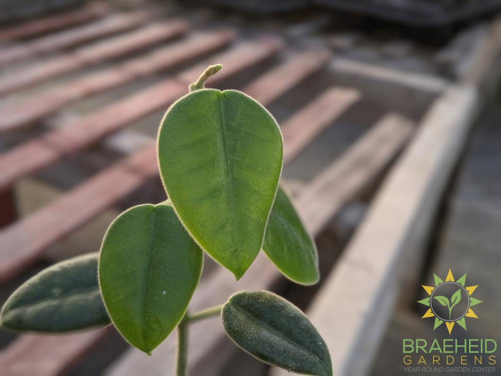 Hoya Ciliata Leaf Shape