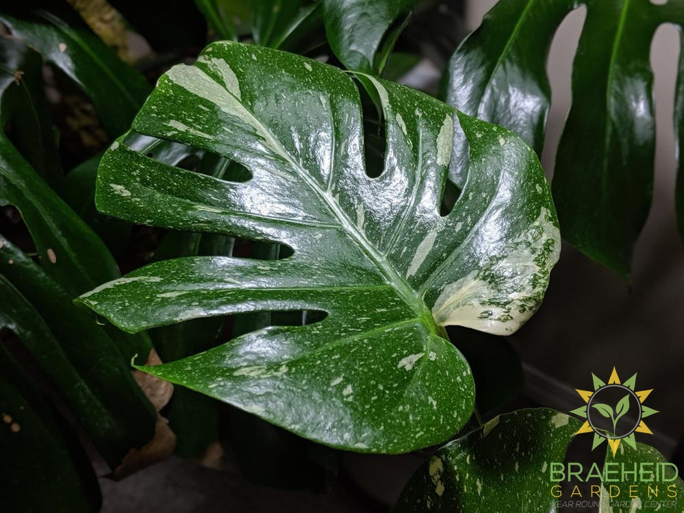 Thai Constellation Philodendron Leaf Foliage